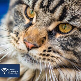 According to a study in 2015 by Niessen et.al. what is the overall prevalence  of acromegaly in diabetic cats? 

  A) 24.8%
 B) 8.4%
 C) 82.8% 
  D) 12.7%

Answer.....

Acromegaly used to be thought as an unusual condition in cats but it is now known to cause diabetes mellitus and be much more common than we first thought.

The 2015 study by Niessen et.al showed a 24.8% (answer: A) prevalence of acromegaly in diabetic cats. This study also demonstrated that the majority of acromegalic cats do not exhibit the classic signs of acromegaly such as enlargement of extremities (broad facial features and club paws etc) and organomegaly. Only 24% of the attending clinicians suspected that any of the positive cats had acromegaly. 

To screen for acromegaly in newly diagnosed diabetic cats, measure serum IGF-1. 

To find out more about feline diabetes, acromegaly and other endocrine conditions catch up the webinar by Professor Rob Foale 'As if hormones weren’t challenging enough already; How to manage complicated clinical endocrine conundrums'. During the webinar he shares his top tips on how to approach your next complicated or challenging endocrine patient. 

Find the link in our bio. 

Reference: 'Studying Cat (Felis catus) Diabetes: Beware of the Acromegalic Imposter', Niessen et.al 2015

www.vvs.vet

#veterinarywebinar #vetmed #smallanimalmedicine #smallanimalvet #smallanimalcpd #vetcpd #veterinarycpd #veterinaryendocrinology #virtualvet #virtualreferral #veterinaryspecialist #virtualspecialist