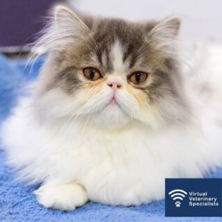 🔎🔬 Working out the problem 🔬🔍 

Peggy is a 7-year old neutered female Persian cat who presented with a five day history of progressively worsening inappetence. 

She also vomited up some white frothy material just before being brought to the clinic, and the owner reports she has become lethargic at home. 

Follow along Professor Rob Foale’s problem-orientated approach to Peggy’s case on the blog on our website. 

Find the link in our bio. 

Professor Rob Foale offers internal medicine mentorship for vets, contact info@vvs.vet for more information or visit our website buff.ly/3GRPJk6 for more details. 

#internalmedicine #smallanimalmedicine #smallanimalinternalmedicine #veterinaryblog #vetcpd #problemorientatedmedicine #veterinarycpd #virtualvet #veterinarymentorship #veterinarylearning #vetlearning #virtualspecialist #veterinaryspecialist