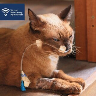 Catch up on our recent feline medicine webinar with Dr Sarah Spencer through the link in our bio.

Titled "She's just not right": Approach to the vaguely unwell, inappetent and lethargic cat'. Dr Sarah Sarah covers her thoughts on how to approach feline cases with non-specific presenting signs. 

Our next free webinar is Wednesday 27th September at 7.30pm with Professor Rob Foale.  Rob will be discussing the current evidence around Raw Feeding.

Do you have clients with lots of questions about Raw Food? If so this might be the perfect opportunity to familiarise yourself with the evidence and latest studies. 

Register through the link in our bio, we look forward to seeing you then!

www.vvs.vet

#felinemedicine #smallanimalmedicine #smallanimalmed #felinemed #catvet #vetcpd #veterinarycpd #veterinaryvoices #virtualvet #virtualreferral #vsgd #vvs #internalmedicine #smallanimalvet #rvn #rvnnews #veterinaryspecialist #virtualspecialist #veterinaryreferral.