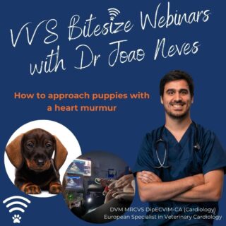 Dive deep into 'Joao's Top Tips in Cardiology'! 

With our latest bitesize webinars, explore strategies for explaining heart murmurs to pet owners as well as how to manage these cases. 

Access the webinar on our YouTube channel or through the bio link. 

Enhance your knowledge in #VeterinaryCardiology 

#OnlineVet #AnimalMedicine #EducationalWebinar #AnimalWellness #virtualvet #veterinarycardiology #vetmed #veterinarymedicine