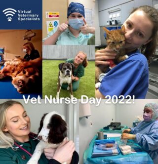 Happy Vet Nurse Day 2022!

Anaesthetist, radiographer, pharmacist, receptionist, lab technician, phlebotomist, IT engineer, coordinator, comforter, friendly face, comedian, finder of lost things, superhero. 

Vet Nurses do it all. 

Today we celebrate you! 

#rvn #vetnurse #veterinarypractice #vetnurses #vetnurseday2022 #veterinarynurse #virtualvet #veterinaryreferral #virtualreferral #vvs