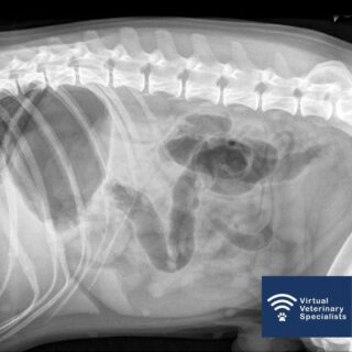 📢 Calling all Veterinary Practices 📢 

Did you know you can submit your radiographs for specialist review easily through our website? It is now available to all practices in the UK.... and beyond. 

Follow the link below to request a specialist report for your radiographs. 

www.vvs.vet/vvs-radiology-service/ 

#veterinaryradiology #radiologyrequest #virtualvet #veterinarycare #vetmed #virtualreferral #veterinaryspecialist #virtualspecialist #vvs
