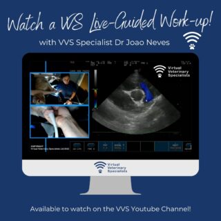 🎬 WATCH HERE 🎬

Watch a VVS live-guided specialist cardiology work-up with Dr João Neves and one of the fantastic vets at a VVS partner practice.

For more information on this service visit www.vvs.vet or email info@vvs.vet

Find the link in our bio. 

#virtualvet #virtualspecialist #virtualreferral #vvs #veterinaryspecialist #veterinarysupport #vetcpd #virtualspecialist #veterinarycardiology #vetmed
