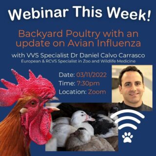 🐓 Tomorrow Evening! 🐓

Dr Daniel Calvo Carrasco provides a topical and timely update on backyard poultry and what you should know about avian influenza. 

Join us as Daniel covers backyard poultry this fast changing situation of bird flu, complete with an opportunity to ask your own questions in the Q&A session. 

Delve deeper into this subject:
📅 Thursday 3rd November 2022
⏱️ 7.30pm
📍  Zoom (Online) 

To register for free please follow the link in our bio. 

We look forward to seeing you then! 🙂

#veterinarycpd #veterinarywebinar #freecpd #vetcpd #exoticmed #exoticmedicine #poltrymedicine #smallanimalmedicine #smallanimal #virtualvet #virtualreferral #virtualspecialist #veterinaryspecialist