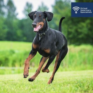 A 7 year old male Dobermann, Odin, presents for an annual vaccination and health check. 

He’s up to date on relevant vaccinations, receives a reputable worming and flea treatment, and he is on a good quality commercial diet. His owners have no concerns – as far as they’re aware, he is perfectly healthy.

Based on his signalment, what cardiac condition do you feel he might be at particular risk of....?

Find out in our blog post- link in our bio. 

#clinicalconundrum #veterinaryblog #veterinaryblogpost #cardiology #veterinarycardiology #doberman #vetmed #veterinarymedicine #vetblog #virtualvet #virtualreferral #virtualspecialist #veterinaryreferral vvs

www.vvs.vet