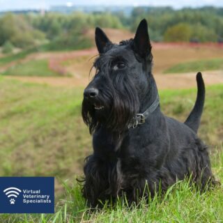 Wishing all who celebrate a very happy Burns night. 

If you are enjoying yourself at a ceilidh, making the 'address to the haggis' or enjoying some neeps and tatties followed by clootie dumplings we hope you have a fantastic evening!

#burnsnight #robertburns #rabbieburns #scotland #scottish #scottishvets #vvs 

www.vvs.vet