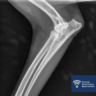 You can now submit your radiographs for specialist review easily through our website!

Available to all practices in the UK and beyond. Follow the link to find out more and request a specialist report for your radiographs.

https://www.vvs.vet/vvs-radiology-service/ 

#veterinaryradiology #radiologyrequest #virtualvet #veterinarycare #vetmed #virtualreferral #veterinaryspecialist #virtualspecialist #vvs