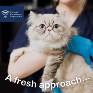 🔎🔬 Working out the problem 🔬🔍

Peggy is a 7-year old neutered female Persian cat who presented with a five day history of progressively worsening inappetence. She also vomited up some white frothy material just before being brought to the clinic, and the owner reports she has become lethargic at home. Her physical examination was largely unremarkable, the only abnormality identified was a mild enlargement of her liver on palpation.

Adopting a problem-orientated approach, Peggy’s problem list is: Inappetence, lethargy, vomiting, hepatomegaly. 

“From the problem list an initial differential diagnosis list for Peggy can be created, which can be refined based on her clinical findings to make it more manageable. This creates a framework for us to then start a proactive investigation into Peggy’s diagnosis, because we have a refined list of possible diagnoses that we need to try to either rule in or rule out. 

When we are performing a diagnostic test we need to understand why we are doing the test and know what question(s) we are asking with each test.  This is crucial to advancing a diagnosis.” 

Follow along Professor Rob Foale’s problem-orientated approach to Peggy’s case on the blog on our website through the link in our bio. 

Professor Rob Foale now offers internal medicine mentorship for vets, contact info@vvs.vet for more information or visit our website www.vvs.vet/vvs-mentorship/ for more details. 

#internalmedicine #smallanimalmedicine #smallanimalinternalmedicine #veterinaryblog #vetcpd #problemorientatedmedicine #veterinarycpd #virtualvet #veterinarymentorship #veterinarylearning #vetlearning #virtualspecialist #veterinaryspecialist