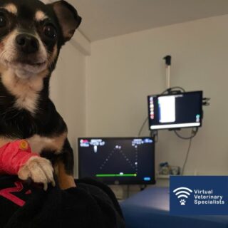 🐾 Meet Abbie the adorable patient having her specialist live-guided cardiology work up with VVS and the wonderful team at Medivet Waltham Abbey! 😍 

During her VVS live-guided cardiology work-up Abbie has a full echo performed by her case vet, guided by the VVS cardiology specialist. An ECG was also recorded and assessed. 

Following the work-up, a full written specialist report was provided, and continued case support for the veterinary team was offered. VVS also provides CPD certificates for case vets to recognise their time spent working with the specialist. 

We are thrilled to be working with Medivet Waltham Abbey and to continue to collaborate with them so they can offer specialist support for their patients in their clinic.

Do you work with VVS? Share your photos and tag us! 📸 We would love to see them. 💙 

#VVS #cardiology #veterinarymedicine #specialistcare #collaboration #veterinarycardiology #vetcardio #virtualvet #virtualspecialist #vetmed #rvn #veterinary #veterinaryspecialist #medivetwalthamabbey

www.vvs.vet