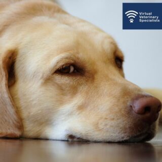 📒 Case Study 📒 

“Billy” is an 8-year-old MN Labrador who had been in his owners’ possession since he was a puppy.  He had been regularly vaccinated, he had no travel history, and no past history of illness at all.  However, he presented to his vet due his owner starting to become concerned that he was “putting on weight”, he was more lethargic than normal and he seemed to get tired much more quickly than he used to when he was out on a walk. 

Read more about Billy's case in our blog post through the link in our bio. 

www.vvs.vet

#vetcpd #vetblog #vetcasestudy #veterinaryblog #vetmed #smallanimalmedicine #caninemedicine #smallanimalmedic #veterinarycpd #virtualvet #virtualspecialist #internalmedicine #virtualreferral #vvs #veterinaryreferral #veterinaryspecialist