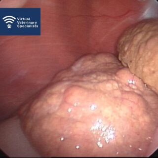 📋 Patient with weight gain and abdominal distension 📋 

Read the full case study, and find what this laproscopy image means in our recent blog post.

Link in our bio. 

www.vvs.vet 

#vetcpd #vetblog #vetcasestudy #veterinaryblog #vetmed #smallanimalmedicine #caninemedicine #smallanimalmedic #veterinarycpd #virtualvet #virtualspecialist #internalmedicine #virtualreferral #vvs #veterinaryreferral #veterinaryspecialist