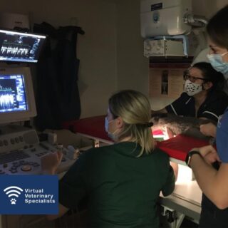 ⭐ Client Testimonial ⭐ 

"VVS has brought so much to our practice. The ability to keep cases in-house and not refer them has been incredibly beneficial to our clients and our vets. I was initially concerned that I wouldn't get as much satisfaction out of scanning, whilst being directed by another vet but it is quite the opposite. 

All the clinicians are incredibly friendly and patient and willing to answer any questions you have. You really feel involved in the scan and the case management and are so well supported it makes you feel that you can tackle even the more challenging cases. 

The whole team at VVS are such a delight to work with, they are friendly, knowledgeable and go above and beyond to get back to you quickly with any questions you have. I recommend them to all my veterinary colleagues. " 

Dr Claudia McEwan, MRCVS 

#virtualvet #virtualreferral #virtualspecialist #veterinaryreferral #veterinaryspecialist #vetmed #veterinarymedicine #smallanimalvet #internalmedicine #internalmedicinespecialist #felinemedicine #caninemedicine