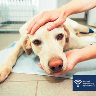 ❓ Syncope or seizure? ❓ 

The distinction between a seizure, a syncopal episode or simply falling over may be quite challenging. 

Read our blog post by VVS Cardiologist Dr Pedro Oliveira as he helps you to distinguish between the two....

Link in bio. 

#vetcpd #vetblog #veterinaryblog #vvs #virtualvet #virtualspecialist #virtualreferral #veterinaryspecialist #vetmed #veterinarymedicine #veterinaryreferral #smallanimalcardiology #smallanimal #veterinarycpd #vetsupport #vetcardio