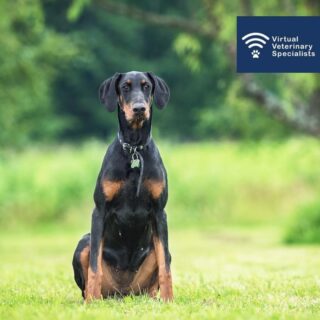 As you may be aware, Dobermanns have an unusually high risk of developing dilated cardiomyopathy (DCM). 

In fact, in Europe the prevalence is approximately 50%!

Read our blog post to find out how to identify subtle signs of preclinical DCM and what investigations are recommended for any Dobermann over the age of 3. 

Find the link in our bio. 

#veterinaryblog #veterinaryblogpost #cardiology #veterinarycardiology #dobermann #vetmed #veterinarymedicine #newblog #virtualvet #virtualreferral #virtualspecialist #veterinaryreferral #clinicalconundrum