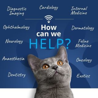 What disciplines can you support me with? 🤔 

Did you know can support you with your clinical cases in 11 specialist veterinary disciplines?

• Cardiology ❤️ 
• Anaesthesia 💉 
• Internal Medicine 📋 
• Feline Medicine 🐱
• Oncology 💊 
• Diagnostic Imaging 💻 
• Neurology 🧠 
• Dermatology 🐩 
• Ophthalmology 👁️ 
• Exotics 🦎 
• Dentistry 🦷 

Would you like multi-disciplinary support for your clinical case with our friendly, experienced specialists? 

Email the VVS team on info@vvs.vet to arrange this or complete our referral form on our website. 

https://www.vvs.vet/refer-a-case/ 

#virtualvet #virtualreferral #virtualspecialist #vvs #veterinaryspecialist #veterinarysupport #veterinarycare #vetcpd #veterinarycpd #clinicalsupport