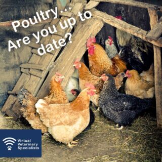 🐓 Catch up on last weeks webinar 🐓

For an update on avian influenza and considerations for backyard poultry in your clinic watch this informative webinar by VVS exotics Specialist Dr Daniel Calvo Carrasco! 

Link In Bio

#vetcpd #vetwebinar #vvs #virtualvet #virtualspecialist #virtualreferral #veterinarysupport #veterinaryreferral #exoticmedicine #avianmedicine #backyardpoultry #avianinfluenza #avianinfluenzaupdate
