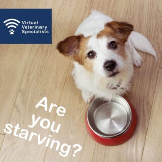 🍗 Are we starving our patients for too long before anaesthesia? 🍖 

How do you talk to your clients about pre-anaesthetic starvation in your patients? 

 “Don’t give him any breakfast” 🥐 
 “Starve from 10pm the night before” 🕙 
 “Don’t give her anything to eat after midnight” 🌃 

This often leads to very prolonged starvation times, especially if owners give the animal their evening meal at the usual time and then nothing but water afterwards. For a patient fed their supper at 6pm, that has an anaesthetic at 11am the next morning, they have been starved for 17 hours! 

The consensus is that the likelihood of regurgitation is greater with starvation times of 12-18 hours, than it is with shorter starvation times of 2-4 hours. In people, it was found extending the duration of preoperative fasting was associated with increased gastric acidity and an increased occurrence of reflux. 

Current American Animal Hospital Association guidelines are for a fasting period of just 4-6 hours in healthy adult patients with no water withhold. Animals less than 2kg in weight or less than 8weeks of age should be fasted for 1-2 hours only. The only patients that should have a more prolonged starvation are those at risk of regurgitation e.g. those with delayed gastric emptying. 

The way we communicate with our owners should also change; try talking about a “give a final small meal” time rather than a “starve from” time. 

Get in touch to book a virtual appointment with Dr Nicki Grint, our European RCVS recognised specialist in veterinary anaesthesia, to revise your anaesthesia protocols. 

buff.ly/3A1sLos 

#anaesthesia #anaesthesiaspecialist #veterinary #virtualveterinaryspecialists #VVS #virtualvet #virtualspecialist #veterinaryspecialist #virtualreferral