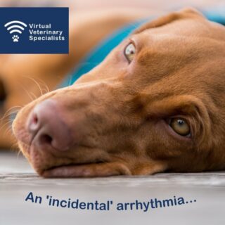 Lottie, a five-year-old female neutered Visla, was scheduled for routine cruciate surgery. 

On the day of the surgery, general anaesthesia was induced, and an arrhythmia was promptly picked up on auscultation by the primary care team.

Read our latest blog to find out what happened next. (Link in Bio)

#clinicalcase #clinicalblog #vetcpd #vetblog #veterinarycpd #veterinaryblog #vvs #virtualvet #virtualspecialist #smallanimalcardiology #smallanimalmedicine #virtualreferral #veterinaryreferral #veterinaryspecialist