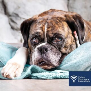 ❓ Syncope or seizure? ❓ 

The distinction between a seizure, a syncopal episode or simply falling over may be quite challenging. 

Read our blog post by VVS Cardiologist Dr Pedro Oliveira as he helps you to distinguish between the two....
 
Link in Bio!

#vetcpd #vetblog #veterinaryblog #vvs #virtualvet #virtualspecialist #virtualreferral #veterinaryspecialist #vetmed #veterinarymedicine #veterinaryreferral #smallanimalcardiology #smallanimal #veterinarycpd #vetsupport #vetcardio