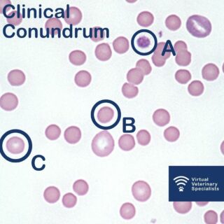 To investigate anaemia in a patient further you decide to perform a blood smear examination, which looks like the image. 

Q.1: What cell types are A, B and C? 

Q.2 : What is the significance of seeing a large number of the cell type circled with the B on a blood smear? 

a.	No significance, this is a normal finding
b.	It is suggestive of a blood loss anaemia
c.	It is suggestive of a bone marrow pathology
d.	It is suggestive of a haemolytic anaemia
e.	It is suggestive of a neoplastic cause for the anaemia

Keep an eye on our page over the coming days for the answer!

For internal medicine case advice through supportive and convenient advice calls with our brilliant specialist team visit www.vvs.vet and 'Refer a Case' or email info@vvs.vet for more information. 

#virtualvet #virtualspecialist #smallanimalmedicine #smallanimalvet #internalmedicine #felinemedicine #smallanimalspecialist #veterinaryspecialist #veterinaryreferral #referral #virtualreferral #vvs #smallanimalmed