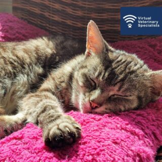 Do you offer senior feline health consults in your practice? 

VVS Internal Medicine Specialist Dr Sarah Spencer brings you an interesting and though-provoking case study. 

Read all about Mimi, a DSH who first presented to Sarah at her routine senior health consultation in our latest case blog. 

Find the link in our bio. 

Feline medicine cases can be challenging to manage in house, especially when they don’t present as you would expect from the text book!

If you would like to discuss a clinical case with Dr Sarah Spencer or any of the VVS Internal Medicine team get in touch by clicking the link below or email the VVS team at info@vvs.vet. 

www.vvs.vet 

#virtualvet #virtualreferral #virtualspecialist #veterinaryspecialist #smallanimalmedicine #smallanimalvet #felinemedicine #vetmed #veterinarymedicine #vetcpd #vetblog #veterinarycpd #vvs #veterinaryreferral