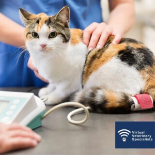 How do you approach weight loss and hypertension in senior cats?

Read our recent case study from VVS internal medicine specialist Dr Sarah Spencer for her approach. Link in Bio. 

Feline medicine cases can be challenging to manage in house, especially when they don’t present as you would expect from the text book!

If you would like to discuss a clinical case with Dr Sarah Spencer or any of the VVS Internal Medicine team get in touch by through the refer a case link in our bio or email the VVS team at info@vvs.vet. 

www.vvs.vet/refer-a-case/ 

#virtualvet #virtualreferral #virtualspecialist #felinemedicine #felinemedicinespecialist #smallanimalmedicine #smallanimalmedicinespecialist #vvs #vetmed #veterinarymedicine #vetcpd