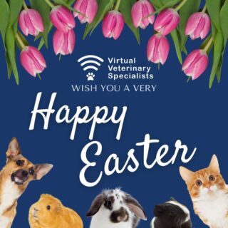 Happy Easter from all of us at VVS!

We continue to be on hand during the upcoming bank holiday monday with advice calls and specialist-guided cardiology work-ups for your emergency patients.

Unable to get hold of a referral centre? 

Is your usual support network away from the practice this weekend?

VVS are here for you. 

#virtualsupport #virtualspecialist #virtualreferral #veterinaryreferral #veterinaryspecialist #easterweekend #easteravailability

www.vvs.vet