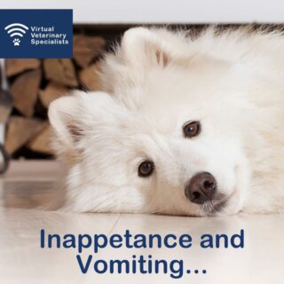 Case Study!

Signalment: 6-year-old, female neutered, Samoyed cross.

Presenting history: 6-day history of progressively worsening diarrhoea, started to vomit 3 days ago and now inappetent. Vaccinations all up to date, over the counter flea treatment monthly, last wormed 6 months ago and no travel history. 

This is a case which was covered in the a recent VVS internal medicine mentorship seminar.

A great example for a problem-orientated approach, as with her everything was not quite as it might have appeared....

Read our recent blog post to find out more about VVS internal medicine mentorship and details on this case! 

Link In Bio

#internalmedicine #smallanimalmedicine #smallanimalinternalmedicine #veterinaryblog #vetcpd #problemorientatedmedicine #veterinarycpd #virtualvet #veterinarymentorship #veterinarylearning #vetlearning #virtualspecialist #veterinaryspecialist