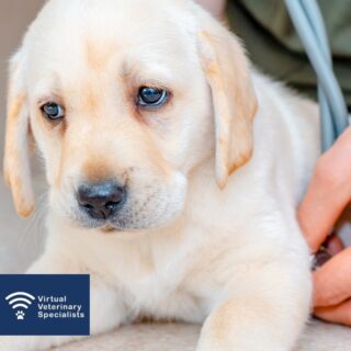 🐶 Heart murmurs in puppies and kittens 🐈 

A heart murmur is always concerning for an owner, particularly if this is detected in a new puppy or kitten. 

It is important to know how to manage these situations in the best way. 

Read our latest blog post by Dr Brigite Pedro for her guidance. Find the link in our bio. 

#veterinarycardiology #vetblog #veterinaryblog #vetcpd #virtualvet #virtualreferral #veterinaryspecialist #virtualspecialist #vetcardio #veterinarycardiologist #puppymurmur #kittenmurmur #vetsupport #newblog #vvs #smallanimalvet #felinemedicine #rvn