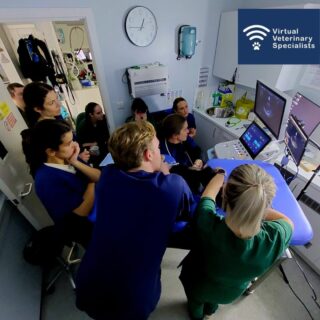 We had the pleasure of installing the VVS workstation at @vets4petscorstorphineofficial a few weeks ago. 

There was a great audience for our first specialist live-guided cardiac work-up. We are so looking forward to working further with this brilliant team!

If you would like to know more about the VVS live-guided service email us at info@vvs.vet or visit www.vvs.vet.

#vvs #virtualvet #virtualspecialist #virtualreferral #veterinarycardiology #vetcardio #smallanimalvet #smallanimalmedicine #vetmed #veterinarymedicine #smallanimalcardio #vetcpd #VeterinaryCPD