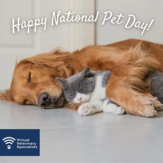 Happy National Pet Day!

Today is a day to appreciate and celebrate our pets and all of the joy they bring in to our lives.

We are honoured to be trusted with so many peoples precious pets. As pet owners ourselves we know how important our furry friends are and it is a real privilege. 

Extra belly rubs and ear scratches for all our wonderful pets today!

www.vvs.vet 

#happynationalpetday #nationalpetday #virtualvet #virtualreferral #petvet #veterinaryreferral #veterinaryspecialist #vvs
