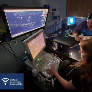 Love echos but not sure how to interpret your images? 

Do cardiac measurements cause confusion?

Would you like to improve your skills whilst working up your own patients...?

Approach every case with confidence with VVS. 

Offer specialist cardiology work-ups in your clinic with the live-guided support of the VVS cardiology specialists. 

For more information email info@vvs.vet or visit our website buff.ly/3A1sLos

#veterinarycardiology #vetcardio #vetcpd #vetlearning #veterinarycpd #virtualvet #virtualspecialist #cardiologyspecialist #veterinarycardiologist #virtualreferral #veterinaryreferral #jointhereferralrevolution