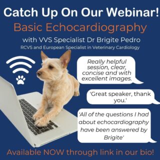 * Cardiology Webinar *

Join Dr Brigite Pedro, VVS Cardiology Specialist as she shares her top tips on how to approach echocardiography. From how to position yourself comfortably when scanning to common echo views and what to be assessing when obtaining these views. 

Catch up for free on the link in our bio. 

We have had amazing feedback from everyone who came on the night, so definitely one to watch!

www.vvs.vet 

#vetcpd #vetcardio #veterinarycardiology #vetwebinar #veterinarycpd #vvs #virtualvet #virtualreferral #virtualspecialist #veterinaryreferral #veterinaryspecialist #echocardiography #vetlearning #vetsupport