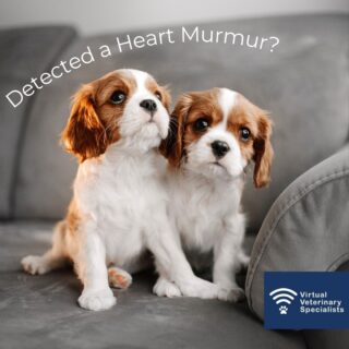 ❤️ Heart Murmurs in Puppies & Kittens ❤️

It is not uncommon to detect heart murmurs in young patients. Luckily not all of them are a reason for being concerned. 

The best way to differentiate between a pathological and a non-pathological murmur is with a heart scan, but there are other features that may be helpful.

Non-pathological heart murmurs are not associated with an underlying structural heart disease. 

These can be functional (when there is a physiological explanation for the murmur – for example a significant anaemia) or innocent (when no obvious physiological or anatomical reason for the murmur is detected). Innocent murmurs are usually quite soft, better heard at the level of the heart base and they tend to have a very short duration. 

On the other hand, pathological murmurs are associated with an underlying heart disease. 

If a heart murmur persists after 4 months of age, it is less likely to be innocent. If the murmur is loud, better heard over the apex of the heart or even radiating to the carotid arteries, with long duration, diastolic or continuous, it should be investigated as there is a high chance of being pathological. Furthermore, if any changes are noted in the physical exam (for example pulse deficits, hyperdynamic or weak pulses, dyspnoea or tachypnoea, etc), there is an extra reason to recommend a cardiac assessment. Some of these patients may have a congenital heart disease that if diagnosed at an early stage may be treated before there is progression into congestive heart failure. 

Contact us on info@vvs.vet to find out more about working with VVS to enable you to do specialist-guided cardiology workups in your practice. 

#cardiology #veterinarycardiology #virtualveterinaryspecialists #VVS