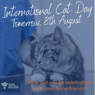 Tomorrow is International Cat Day 🐱 How will you be celebrating with your feline friends? We would love to see so please do tag us in your posts, it would make our day!

Our team of wonderful specialists at VVS are on hand to help with any complicated feline cases you may have. You can refer a case to VVS via our website here: https://buff.ly/3ziXb3Y or email the team at info@vvs.vet 💙

Dr Sarah Spencer, European & RCVS Specialist in Small Animal Internal Medicine, is currently studying for a PhD with a focus on feline medicine. Sarah has availability on Thursday mornings for any tricky feline medicine cases you would like to discuss.