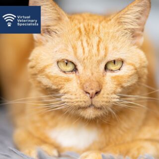 🔎 Clinical Conundrum 🔎 

Which of the following have been shown in published studies to improve appetite and/or body weight in cats with chronic kidney disease?

A)	Omeprazole
B)	Transdermal mirtazapine 
C)	Oral mirtazapine
D)	Maropitant 

Let us know what you think in the comments below. 

We will share the answers on Friday!

www.vvs.vet

#vvs #virtualreferral #vetmed #veterinarymedicine #smallanimalmedicine #vetcpd  #vetstudent #rvn #veterinarydiscussion #veterinarycpd #clinicalconundrum #felinemedicine #vetstudent #veterinary #smallanimalvet