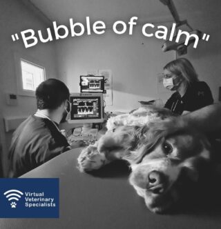 What is your bubble of calm in the veterinary clinic?

For Sarah it is scanning with VVS cardiology specialist Dr Nuala Summerfield. 

"And it's tough in practice at the moment. We're all working really, really hard. Nice to have those times with Nuala- it's like going into this little bubble of calm for an hour when nobody else can get me.” Sarah Aldridge MRCVS, Daventry Vets

Have a listen to the full borborygmi podcast with Sarah and Nuala through the link in our bio or follow https://buff.ly/3uKeDLT 

#veterinarypodcasts #borborygmi #veterinary #vetmed #veterinarymedicine #teamvet #vetled #virtualvet #virtualreferral #virtualspecialist #veterinaryspecialist #vsgd #testimonial