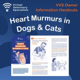 'Your vet has detected a heart murmur. Often learning that your pet has a heart murmur may come as a surprise, and understandably you may be extremely worried about it. A heart murmur is not always a reason for concern – but it is important to find out what is causing the murmur.'

Have you seen our free owner information leaflets, available to download from our website?

This resource on 'Heart Murmurs in Dogs and Cats' is a great offering for owners when you hear a murmur in the consult room and want to discuss the next step.

View this and all our other handouts on our website.

www.vvs.vet/vvs-owner-information-leaflets/ or find the link in our bio!

#veterinary #smallanimalvet #veterinarycardiology #vetresources #virtualvet #virtualspecialist #veterinaryspecialist #vetcardio #cardiology #vetcpd #veterinarycpd