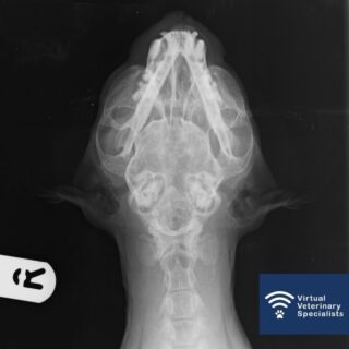📢 Calling all Veterinary Practices 📢 

Did you know you can submit your radiographs for specialist review easily through our website?

It is now available to all practices in the UK.... and beyond. 

Follow the link below to request a specialist report for your radiographs. 

www.vvs.vet/vvs-radiology-service/ 

#veterinaryradiology #radiologyrequest #virtualvet #veterinarycare #vetmed #virtualreferral #veterinaryspecialist #virtualspecialist #vvs