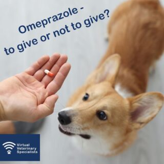 🗯️ Think piece: Why I am concerned about Omeprazole use! 🗯️ 

'Although the use of omeprazole may not have the public health issues that the use of say, antimicrobials currently has, as has also been well documented in human medicine, there is increasing evidence that omeprazole has become a markedly overused and unnecessarily prescribed medication in veterinary practice.' 

Why does Professor Rob Foale, VVS internal medicine specialist say this? 

Read our blog post to find out! Link in our Bio. 

#vetblog #veterinaryblog #vetmed #internalmedicine #veterinarymedicine #vetcpd #veterinarycpd #virtualvet #virtualreferral #virtualspecialist #veterinaryspecialist