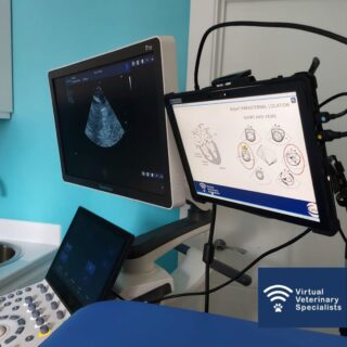 We really enjoyed delivering cardiology CPD for Rinat and the team at @pawvet_clinic last week. What a beautiful clinic and such a positive team!

www.vvs.vet

#vvscpd #veterinarycpd #virtualvet #virtualreferral #veterinaryspecialist #veterinarycardiology #vetcardio #vetcpd #veterinarylearning #virtualspecialist #rvn #vetmed #veterinarymedicine #veterinarystudent