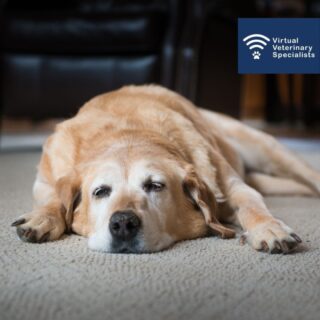 Did you catch our recent webinar with Dr Clare Knottenbelt- 'Cancer Conversations: Breaking the News'.

Don't worry if you missed it, watch it back through the link in our bio. 

www.vvs.vet

#vetcpd #veterinarycpd #virtualvet #veterinaryoncology #veterinarysoftskills #veterinarysupport #vetlearning #veterinarylearning #veterinaryoncologist #virtualreferral #veterinaryreferral #vetmed #veterinarymedicine
