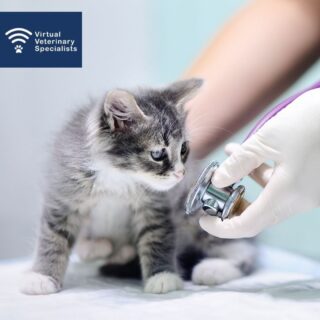 🐶 Heart murmurs in puppies and kittens 🐈 

A heart murmur is always concerning for an owner, particularly if this is detected in a new puppy or kitten. 

It is important to know how to manage these situations in the best way. 

Read our latest blog post by Dr Brigite Pedro for her guidance. 

Find the link in our bio. 

#veterinarycardiology #vetblog #veterinaryblog #vetcpd #virtualvet #virtualreferral #veterinaryspecialist #virtualspecialist #vetcardio #veterinarycardiologist #puppymurmur #kittenmurmur #vetsupport #newblog #vvs #smallanimalvet #felinemedicine #rvn