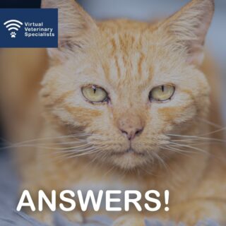 🔎 Clinical Conundrum - ANSWERS! 🔎 

Which of the following have been shown in published studies to improve appetite and/or body weight in cats with chronic kidney disease?

A)	Omeprazole
B)	Transdermal mirtazapine 
C)	Oral mirtazapine
D)	Maropitant 

Did you let us know what you thought the answers were on our last post?

Find out if you are right....

Answers: B & C

A study by Quimby & Lunn (2013) showed that oral mirtazapine improved appetite, reduced vomiting and increased weight gain in cats with naturally occurring CKD. The evidence for transdermal mirtazapine is also good, with a study showing mirtazapine-treated cats gained 3.9 ±5.4% body weight over 14 days which was significantly greater than placebo (0.4 ±3.3% weight gain). In comparison, whilst maropitant significantly reduced the frequency of vomiting in one study (Quimby et al. 2015), it had no effect on appetite score or body weight. Finally, omeprazole did not affect body weight or other subjective assessments of food consumption in a small study by McLeland et al. (2014). 

buff.ly/3A1sLos 

#vvs #virtualreferral #vetmed #veterinarymedicine #smallanimalmedicine #vetcpd  #vetstudent #rvn #veterinarydiscussion #veterinarycpd #clinicalconundrum #felinemedicine #vetstudent #veterinary #smallanimalvet