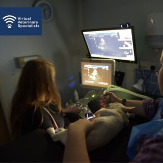Do you enjoy cardiac scanning? Is this a skill you would like to grow and develop?

You can now perform specialist cardiac work-ups on your patients with the live-guidance of the experienced and friendly VVS cardiology team. 

Email info@vvs.vet for more information or visit www.vvs.vet.

You may also like to register for our upcoming 'Basic Echocardiography Continued' webinar with Dr  Brigite Pedro- Find the link in our bio. 

Catch Part 1 of the webinar series on Youtube. Link in Bio.

#virtualvet #virtualspecialist #veterinarycardiology #vetecho #vetcardio #cardiologist #smallanimalcardiology #smallanimalcardio #veterinarycpd #vetcpd #veterinaryreferral #virtualreferral #vetwebinar #smallanimalvet #smallanimalmedicine