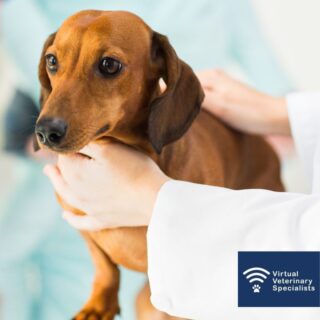 When Should I Start Pimobendan? 💊 

In our latest blog post Dr Joao Neves discusses the usefulness and limitations of murmur intensity in managing pre-clinical stages of mitral valve disease in small breed dogs. 

Link in Bio 📲 

#vetcpd #vetblog #veterinaryblog #vvs #virtualvet #virtualspecialist #virtualreferral #veterinaryspecialist #vetmed #veterinarymedicine #veterinaryreferral #smallanimalcardiology #smallanimal #veterinarycpd #vetsupport #vetcardio