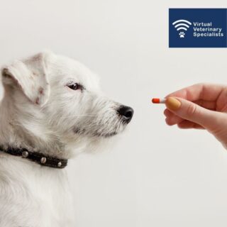 What are your thoughts on omeprazole use in veterinary medicine? 💭 

Love it? ❤️ Hate it? ❌  Ambivilant? 🤷 

Have a read of our recent blog post to find our why the usage of omeprazole is causing VVS Internal Medicine Specialist Professor Rob Foale some concern. Link in Bio.

https://www.vvs.vet/thoughts-on-omeprazole-use/ 

www.vvs.vet 

#vetcpd #vetblog #veterinaryblog #vvs #virtualvet #virtualspecialist #virtualreferral #veterinaryspecialist #vetmed #veterinarymedicine #veterinaryreferral #smallanimalmedicine #smallanimal #veterinarycpd #vetsupport