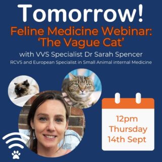 Where are you tomorrow at 12pm? ⏲️ 

Would you like to attend some feline medicine CPD with VVS internal medicine specialist Dr Sarah Spencer? 💻 

If so register through the link in our bio. 

Can't make it? Don't worry! We will be sharing a recording for you to catch up on the event afterwards. 😸 

www.vvs.vet

#veterinarycpd #veterinarywebinar #vetcpd #felinemedicine #felinemed #smallanimalmedicine #smallanimalmed #virtualvet #virtualreferral #virtualspecialist #veterinaryspecialist #cpd #freecpd #vetmed #vvs #vetwebinar